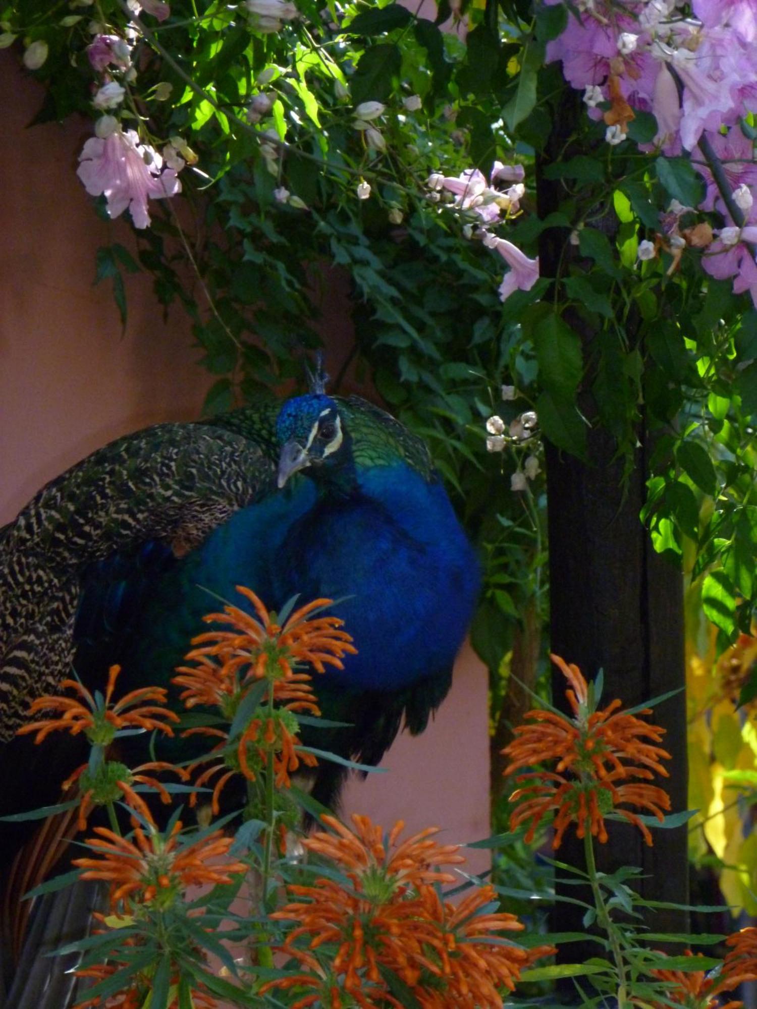 Eco Moyano Posada Gaucín Buitenkant foto